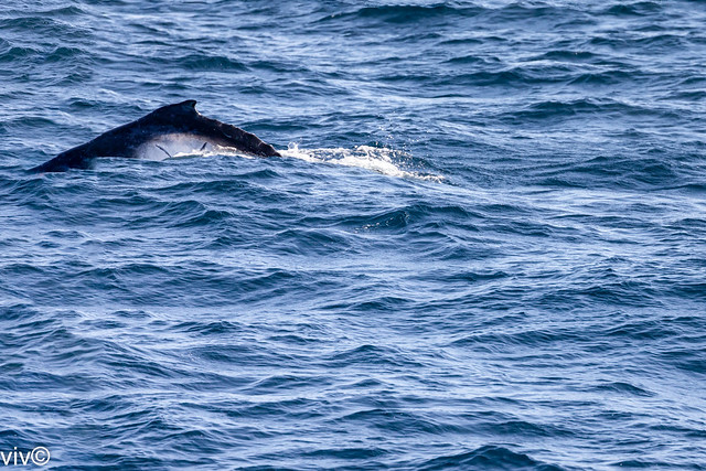 Large Humpback whale diving into the ocean, off Sydney, New South Wales, Australia