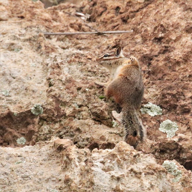 Even Cliff Chipmunks Stop for a Sudden Itch (Tamias dorsalis)