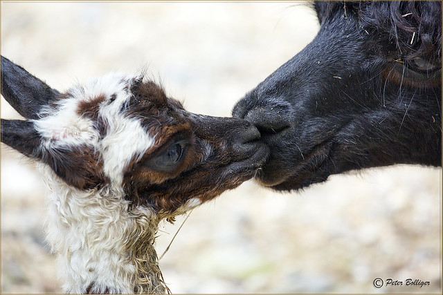 The Alpaca-kiss