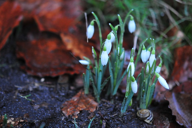 the first snowdrops