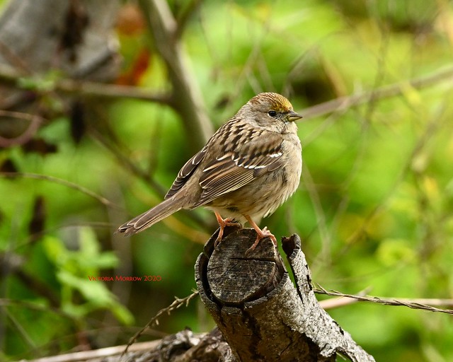 Golden crowned sparrow