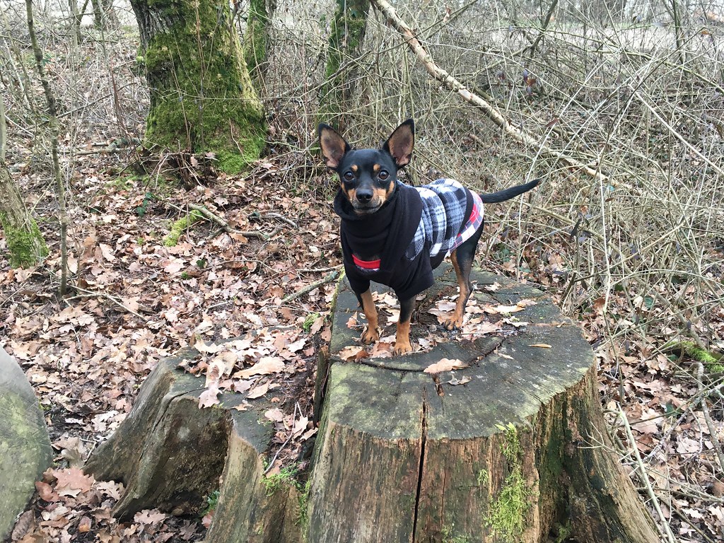 Max en balade dans la forêt