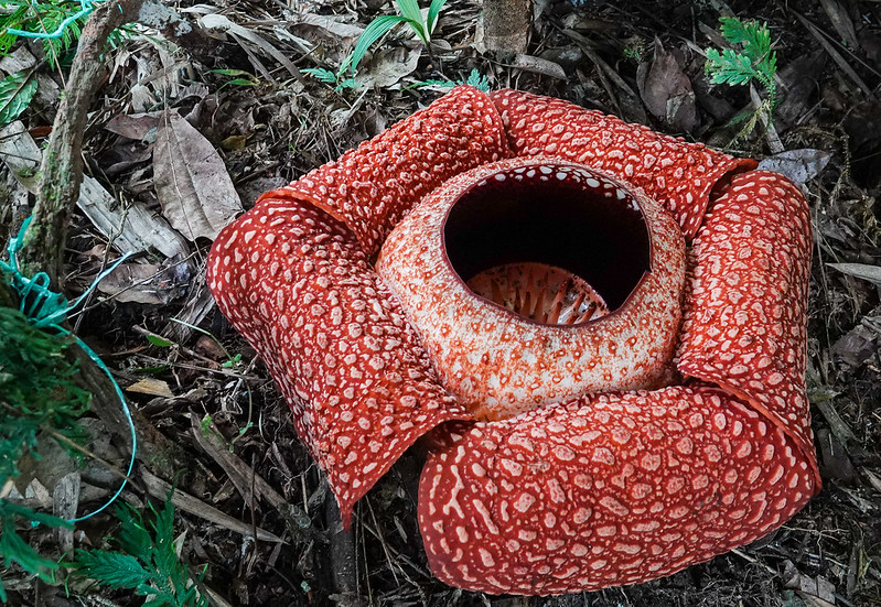 A Rafflesia blooming