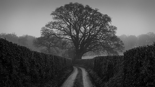 2020 england europe hampshire january month turgisgreen fog landscape trees hartleywespall oak
