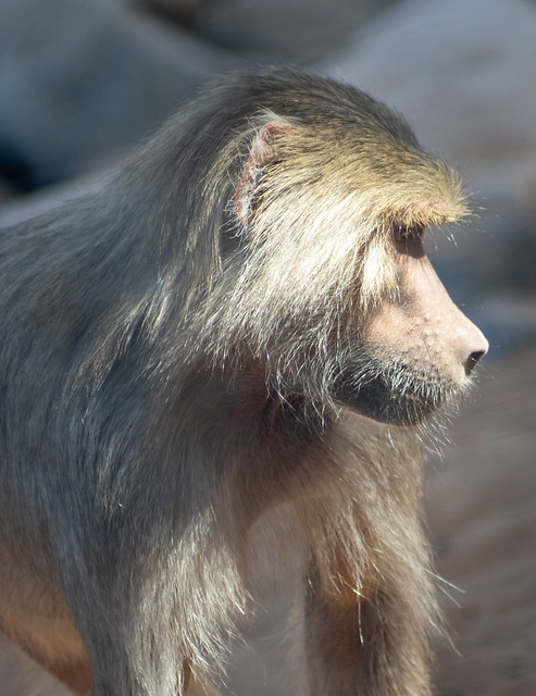 Portrait of a Young Baboon