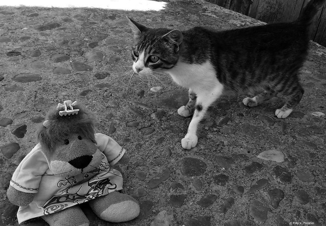 Leoncia con su amiga la gatita 