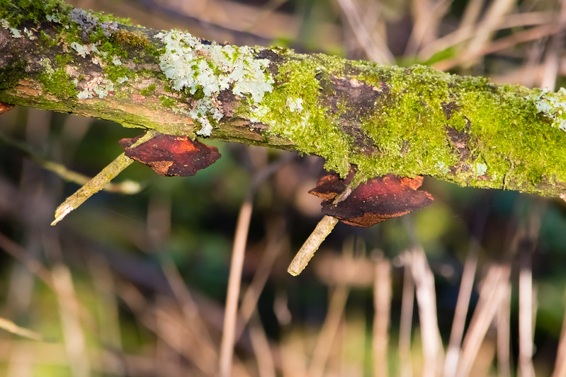 Cinnabar polypore (possibly)