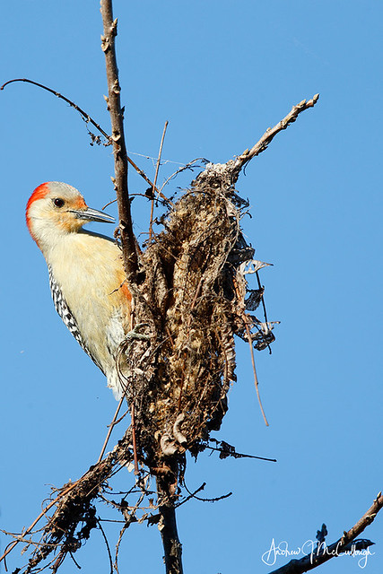 Red-bellied Woodpecker Feasts on Webworm Pupa (series)