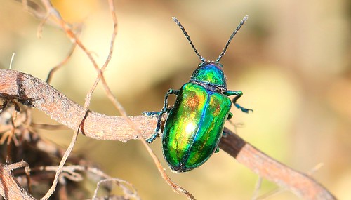 dogbane beetle chrysochus auratus decorah prairie winneshiek county iowa larry reis