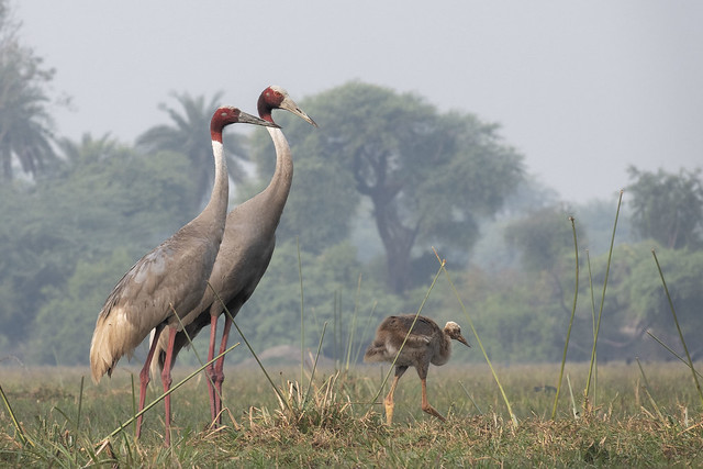 Crane - Keolada - India