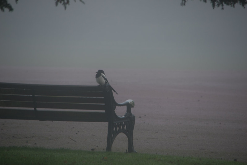 Reserving a seat: magpie, West Park
