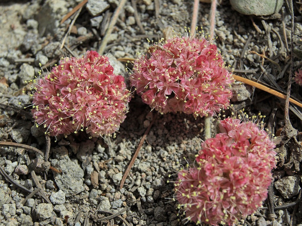 granite buckwheat, Eriogonum lobbii