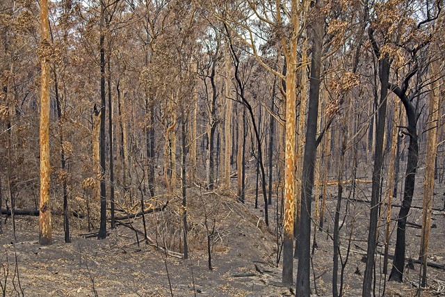 Burnt forest - Rosedale /2