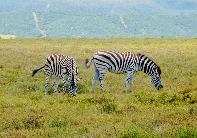 Zebra, Addo Elephant Park