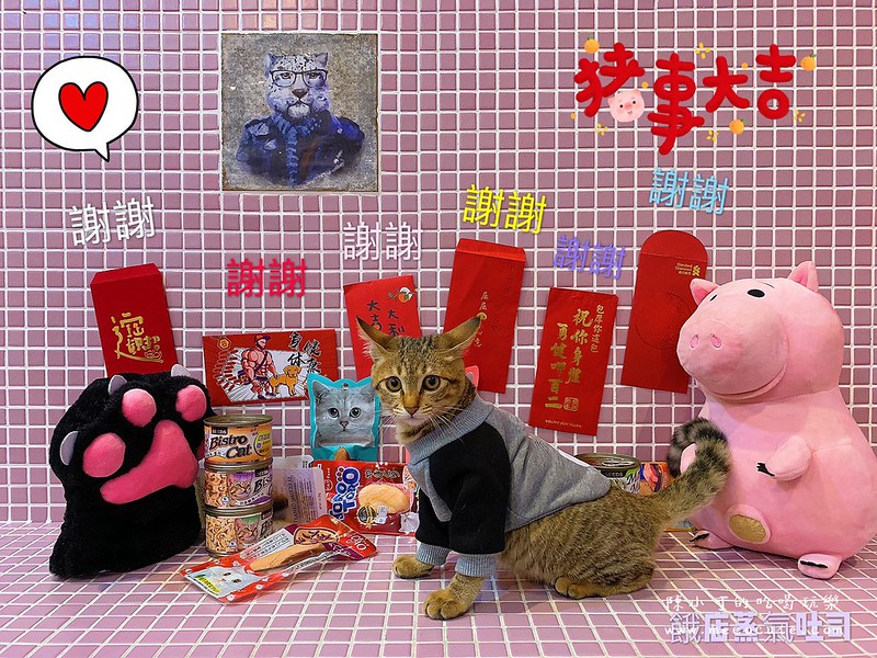 中盟動物醫院,中盟動物醫院評價,貓咪癱瘓 @陳小可的吃喝玩樂