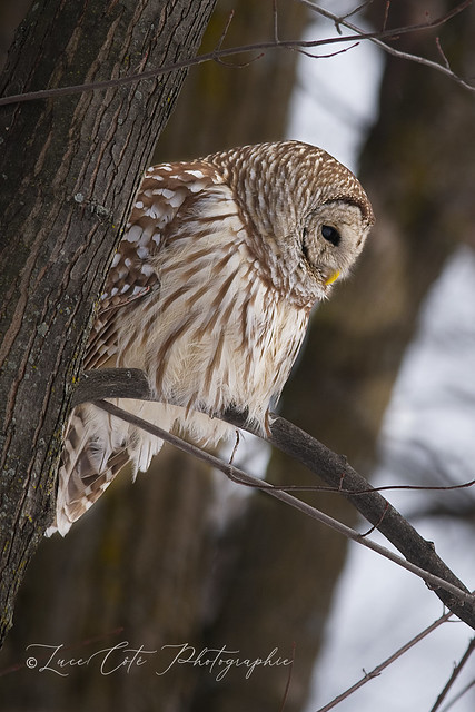 Barred Owl/Chouette rayée