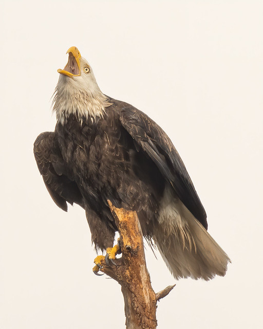 Bald Eagle Looks Up to the Heavens