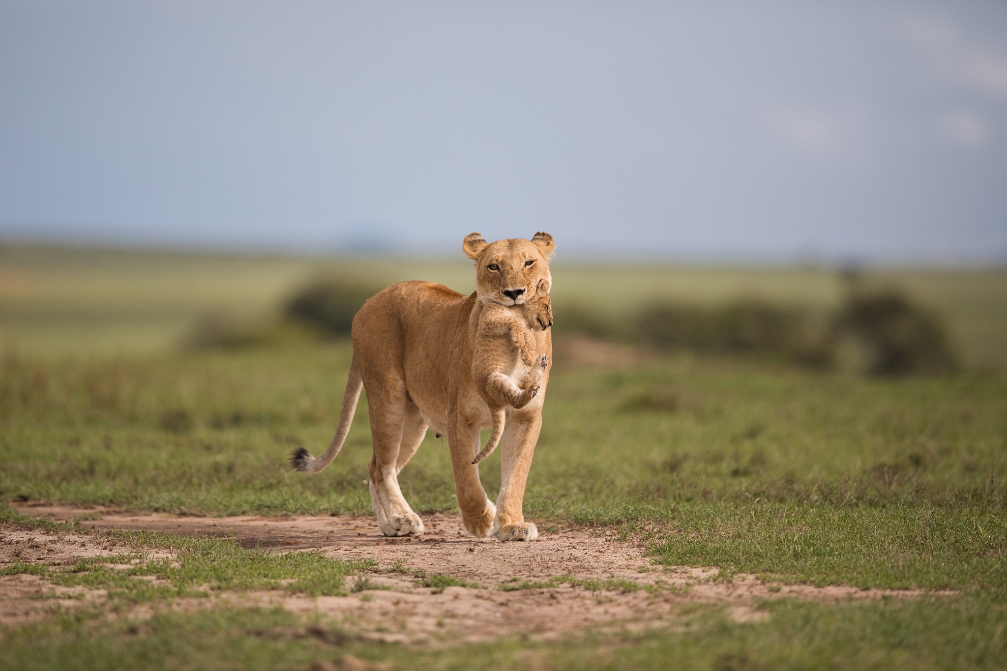 Lion with cub - Masai Mara