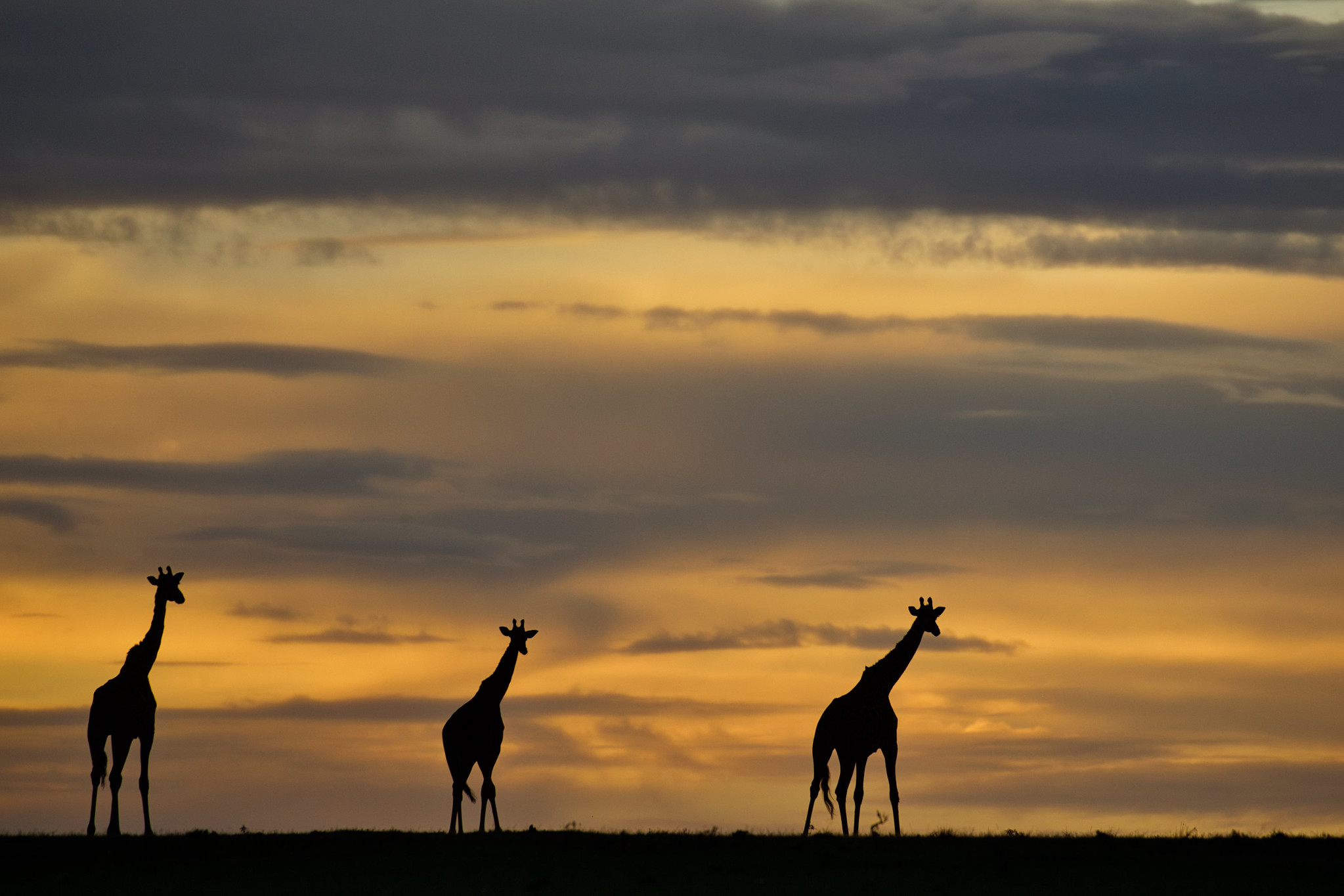 Sunset in Masai Mara - Masai Mara