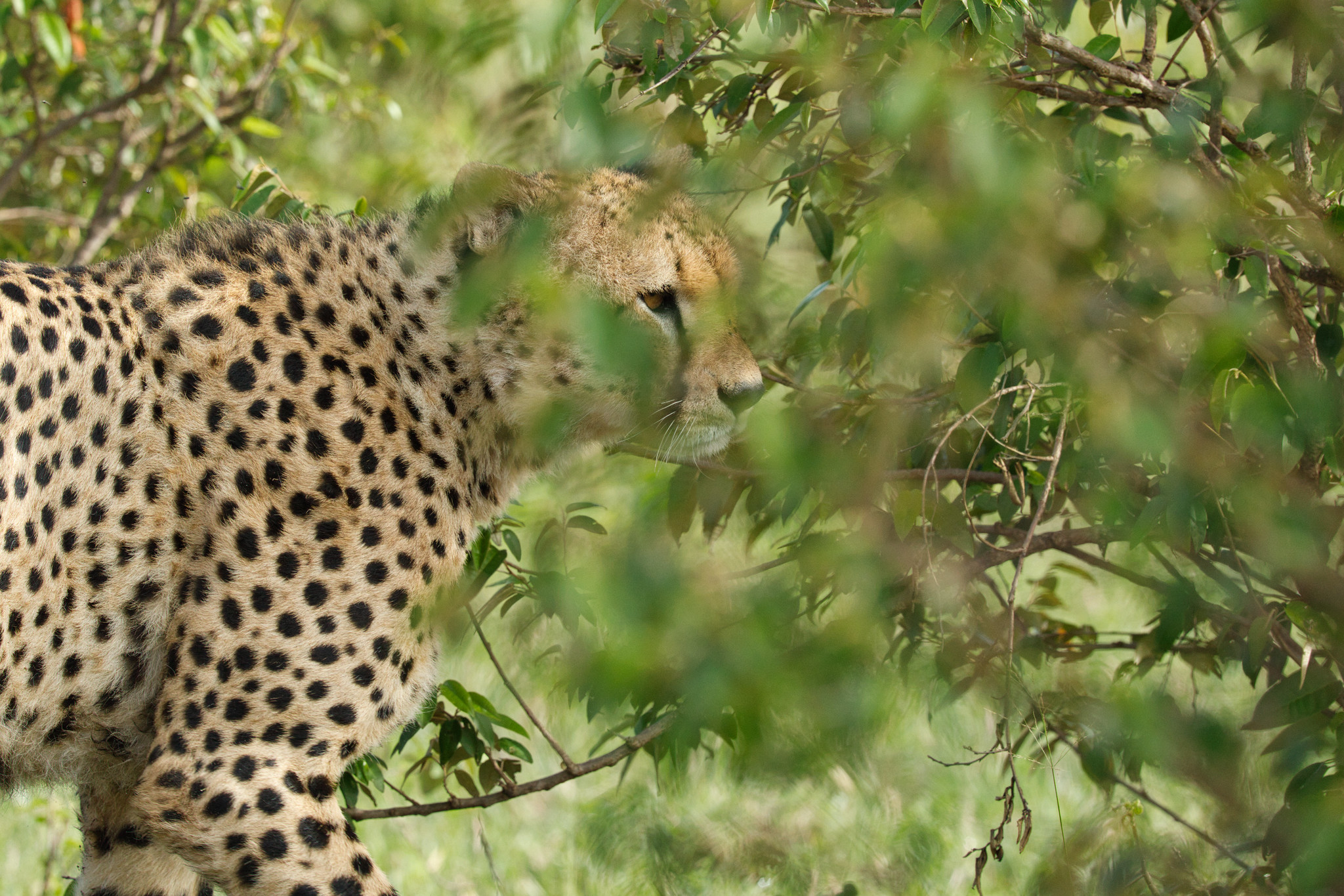 Cheetah - Masai Mara