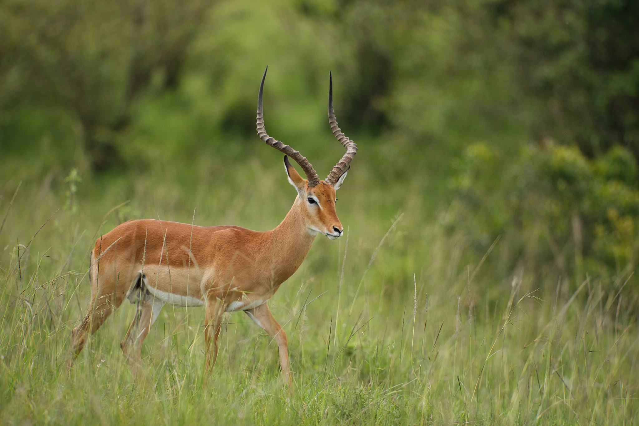Impala - Masai Mara
