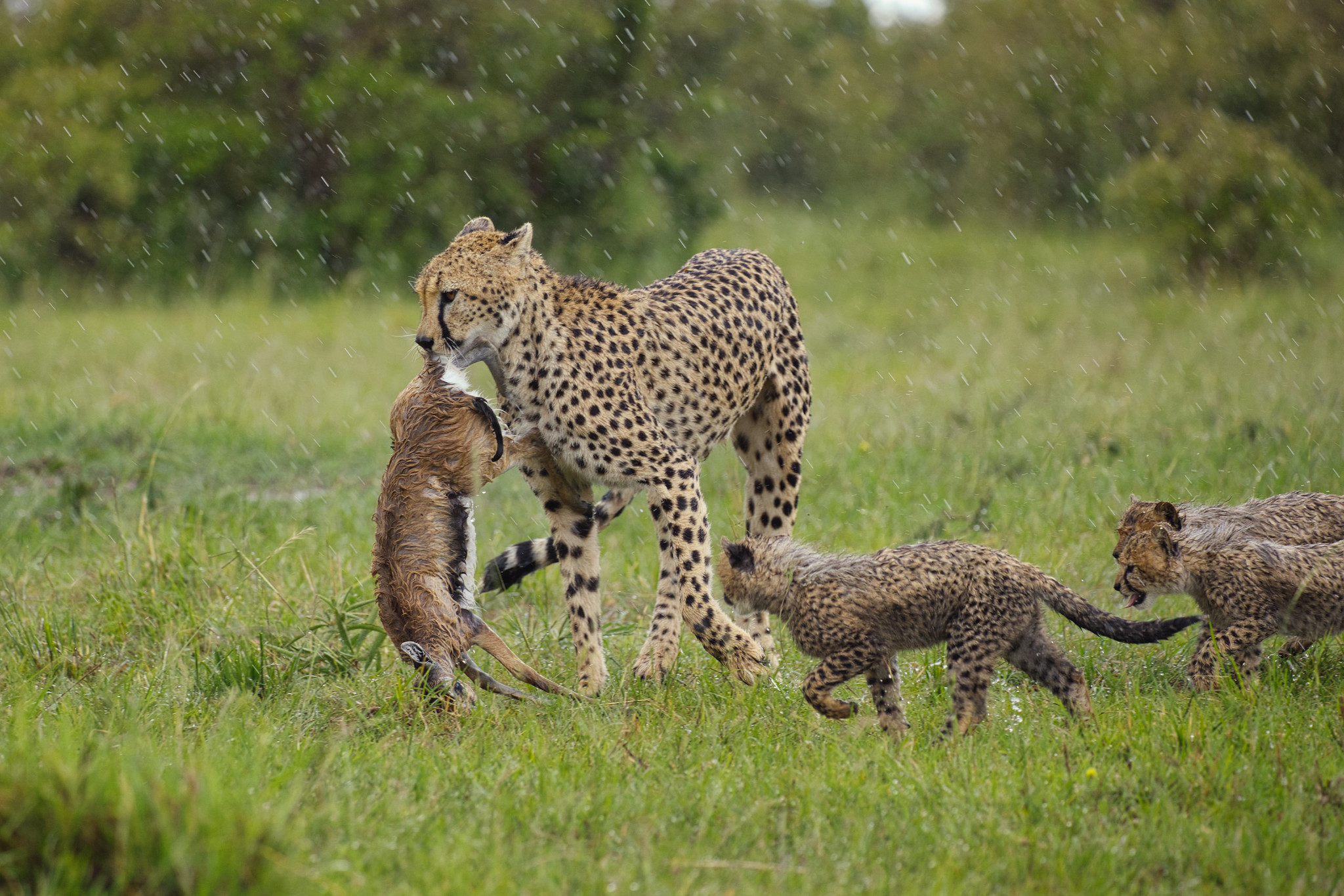 Cheetah with cubs - Masai Mara