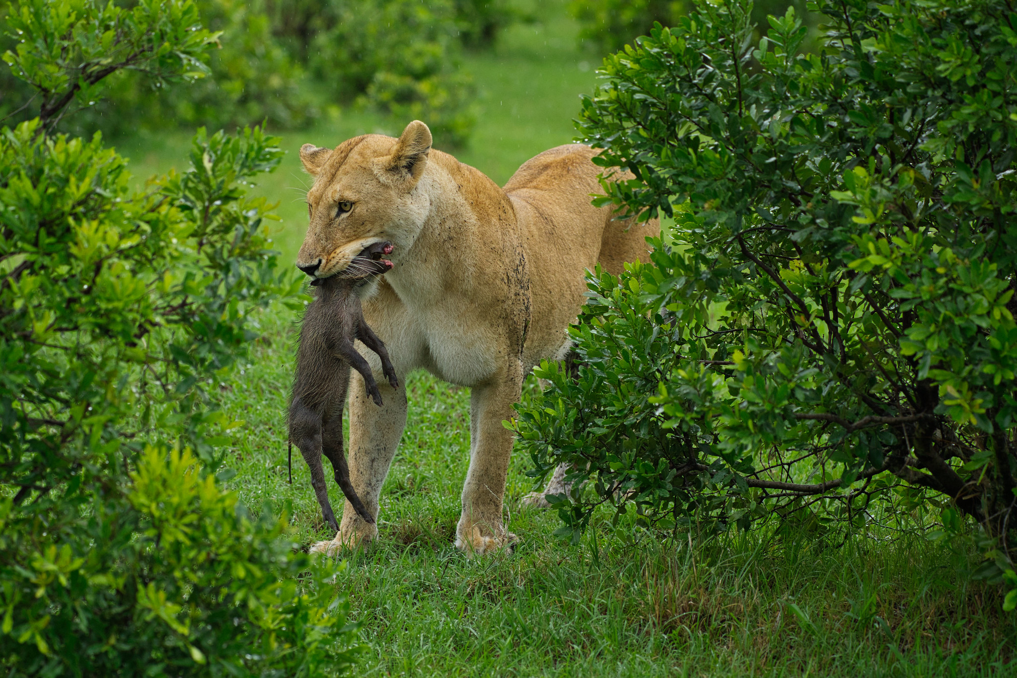 Lion with warthog cub - Masai Mara