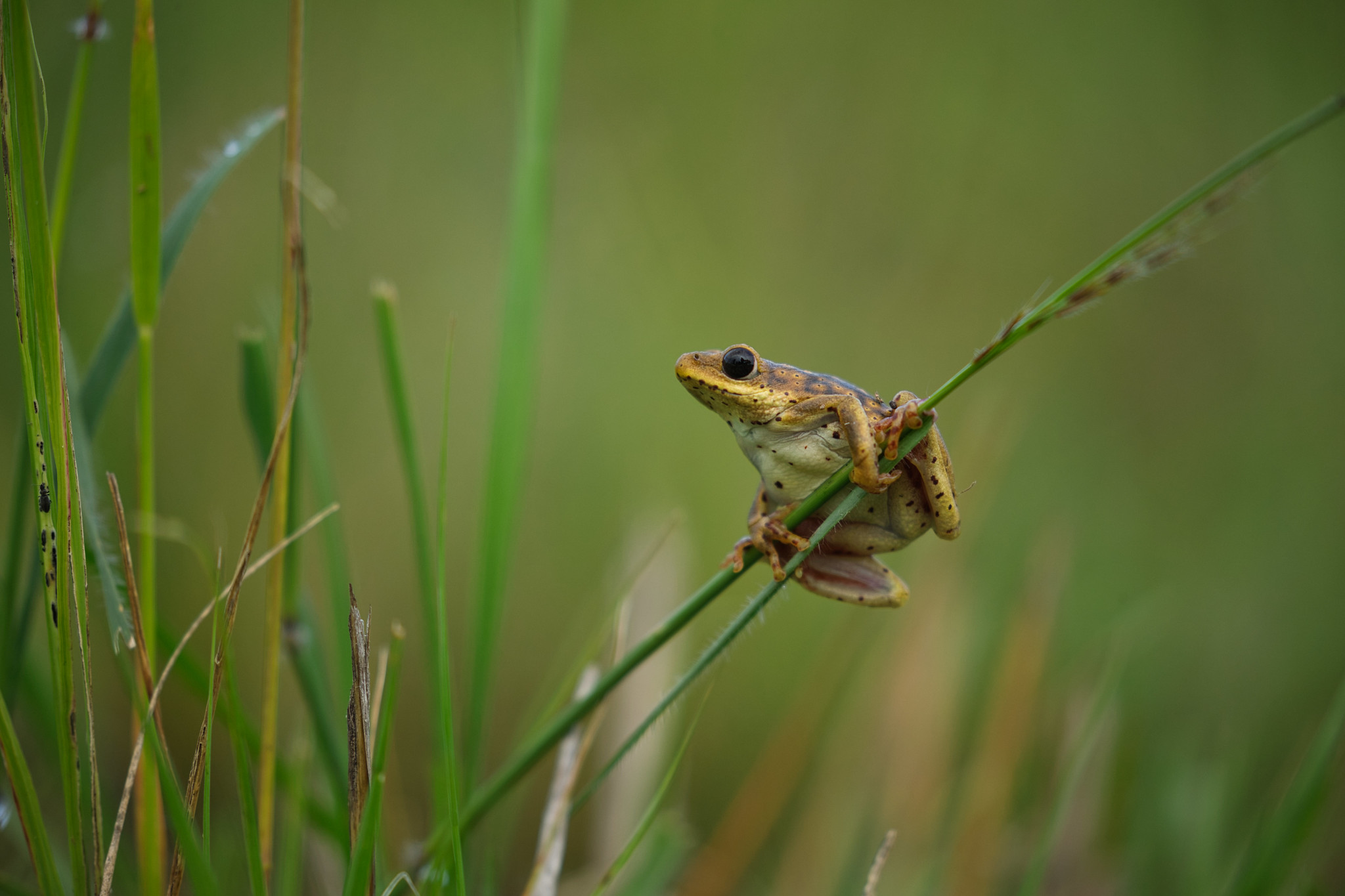 Frog - Masai Mara