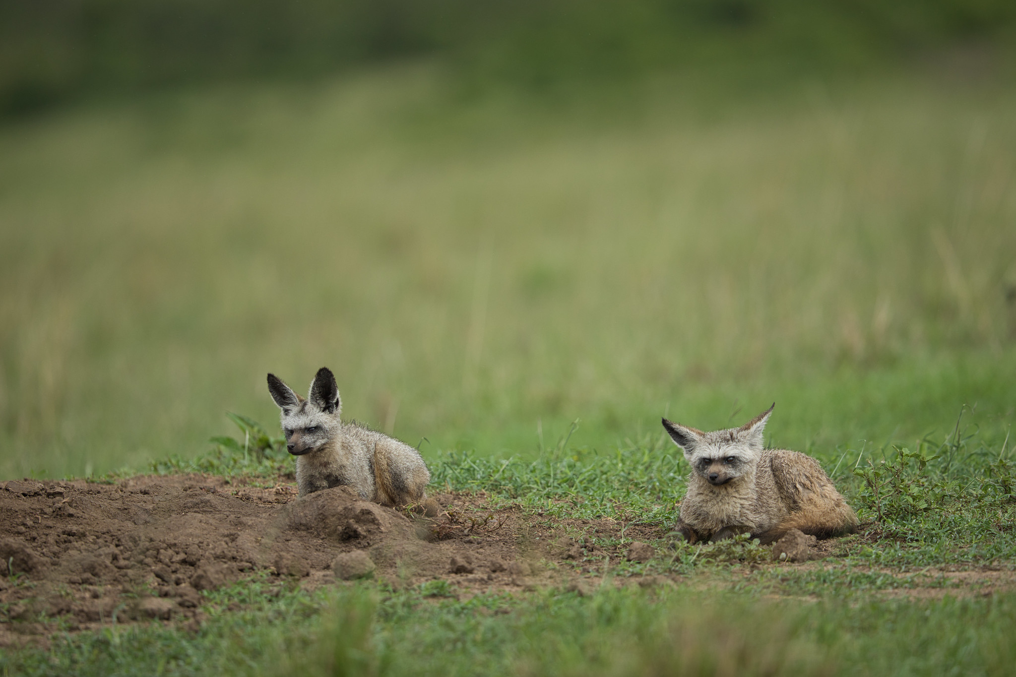 Bat-eared Fox - Masai Mara