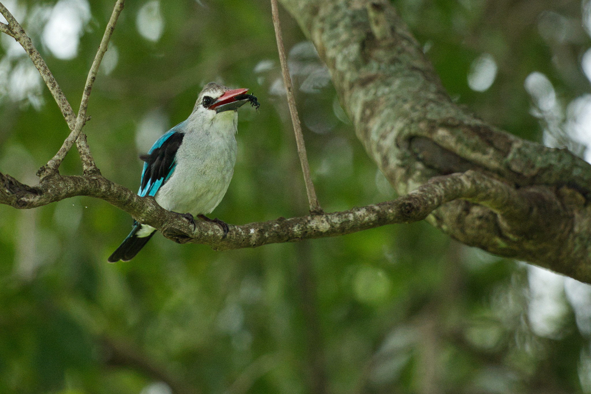 Woodland Kingfisher - Masai Mara