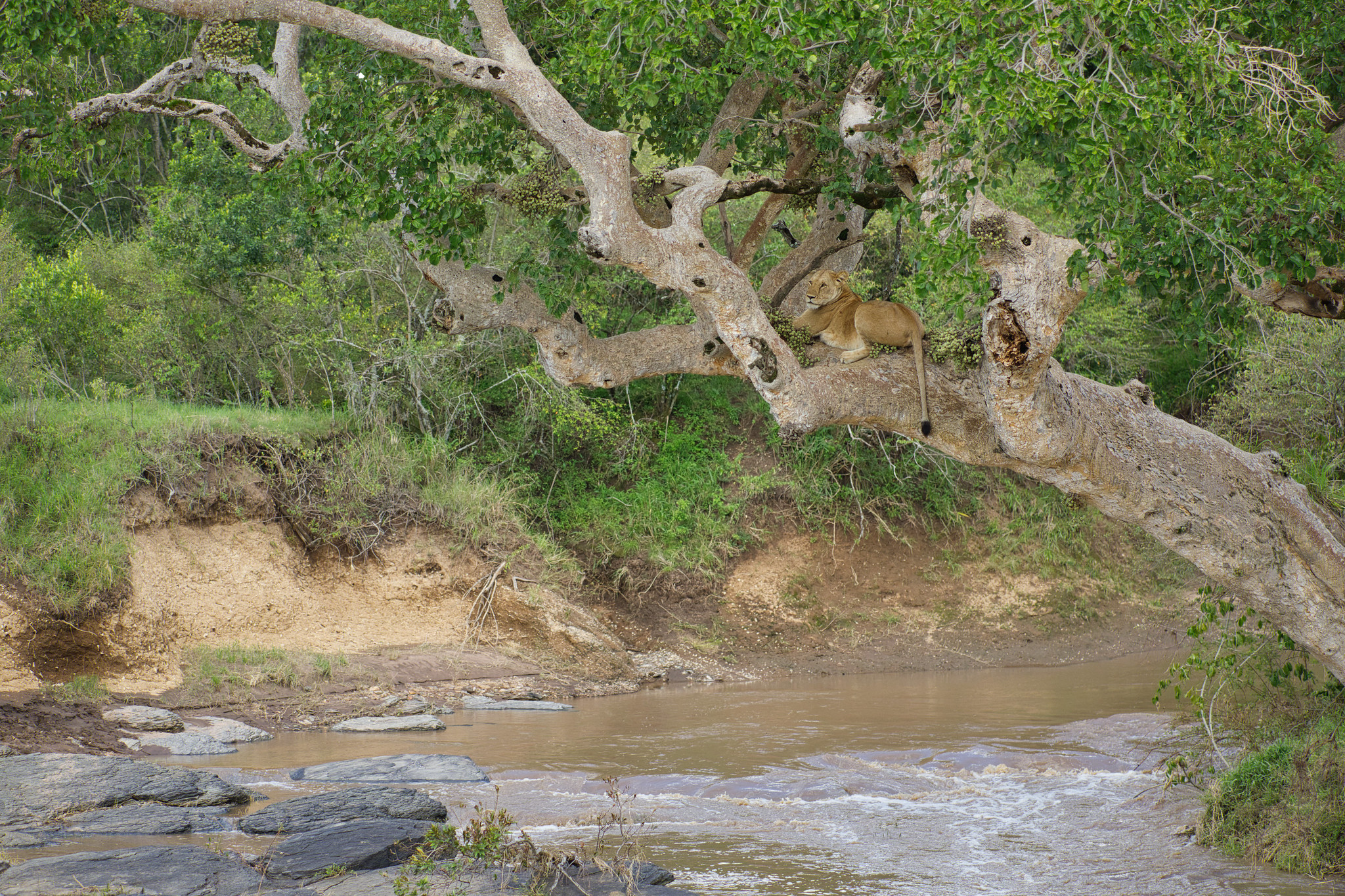 Lion in tree - Masai Mara