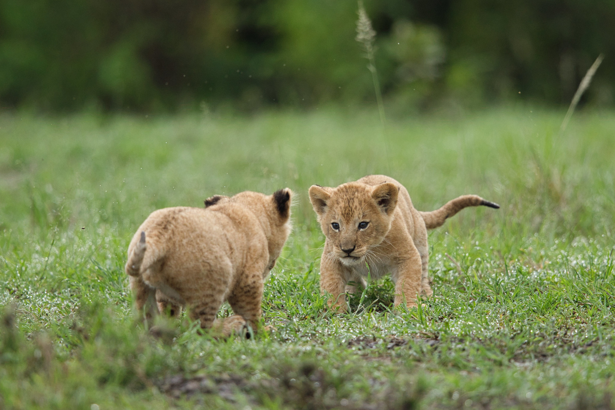 Lions - Masai Mara