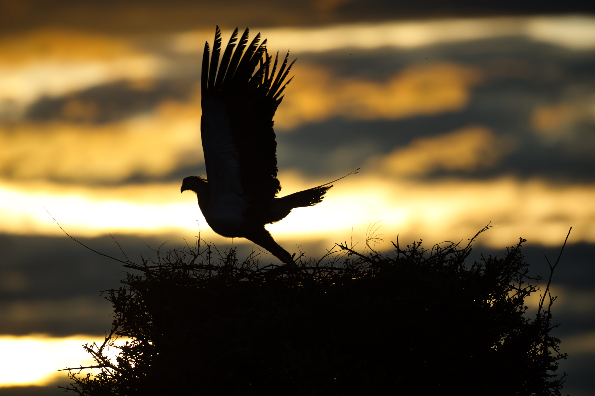Secretary Bird in Sunrise - Masai Mara