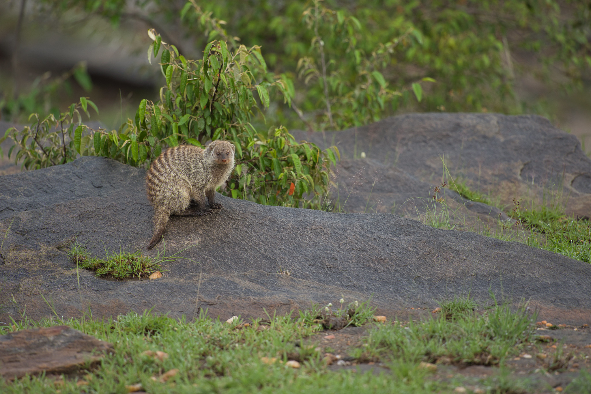 Banded Mongoose - Masai Mara
