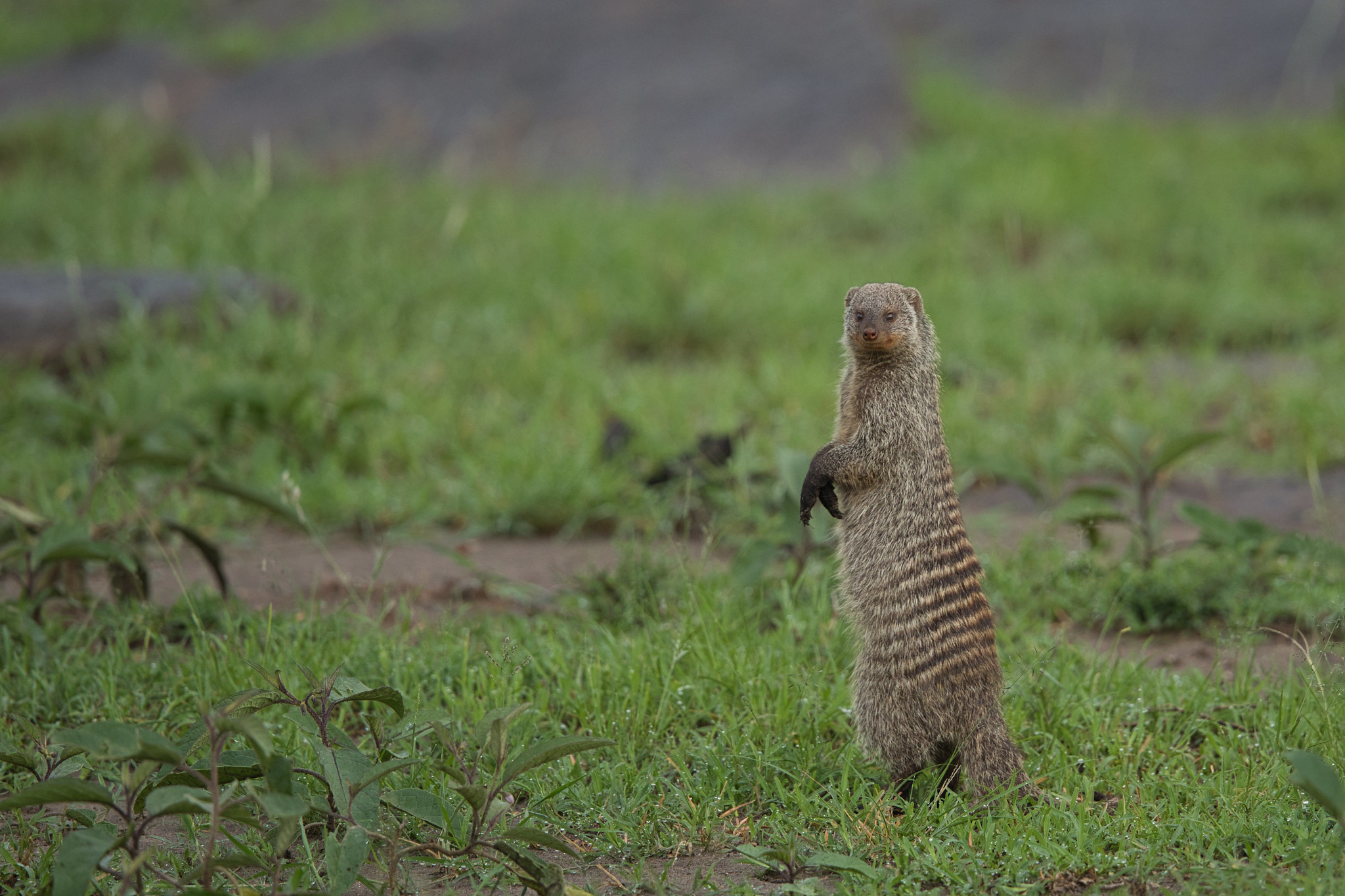 Banded Mongoose - Masai Mara