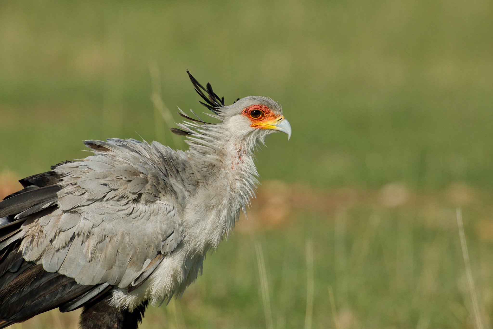 Secretary Bird - Masai Mara