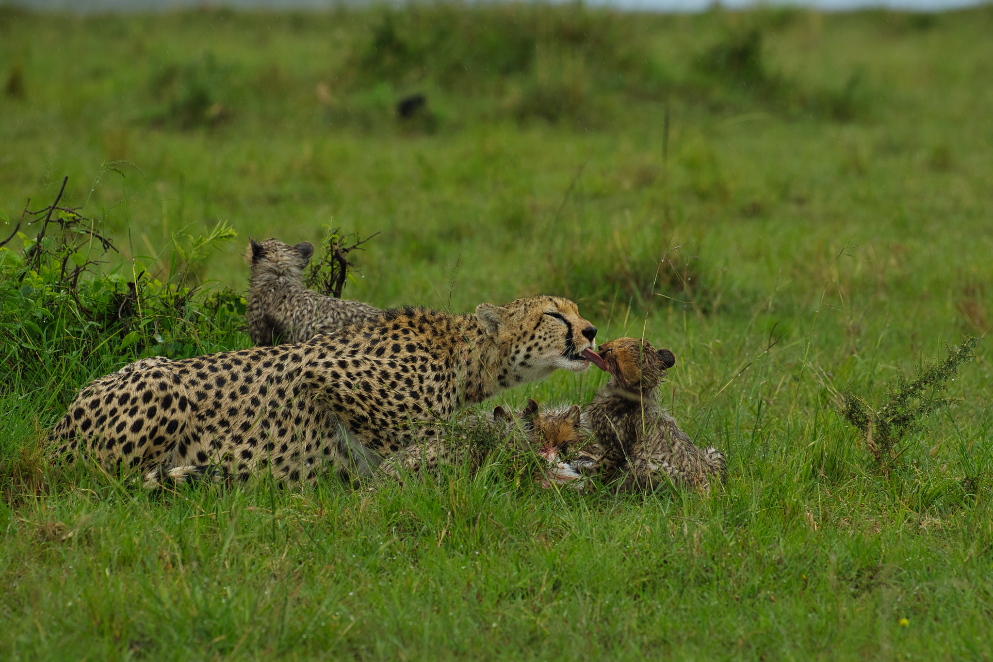 Cheetah with cubs - Masai Mara