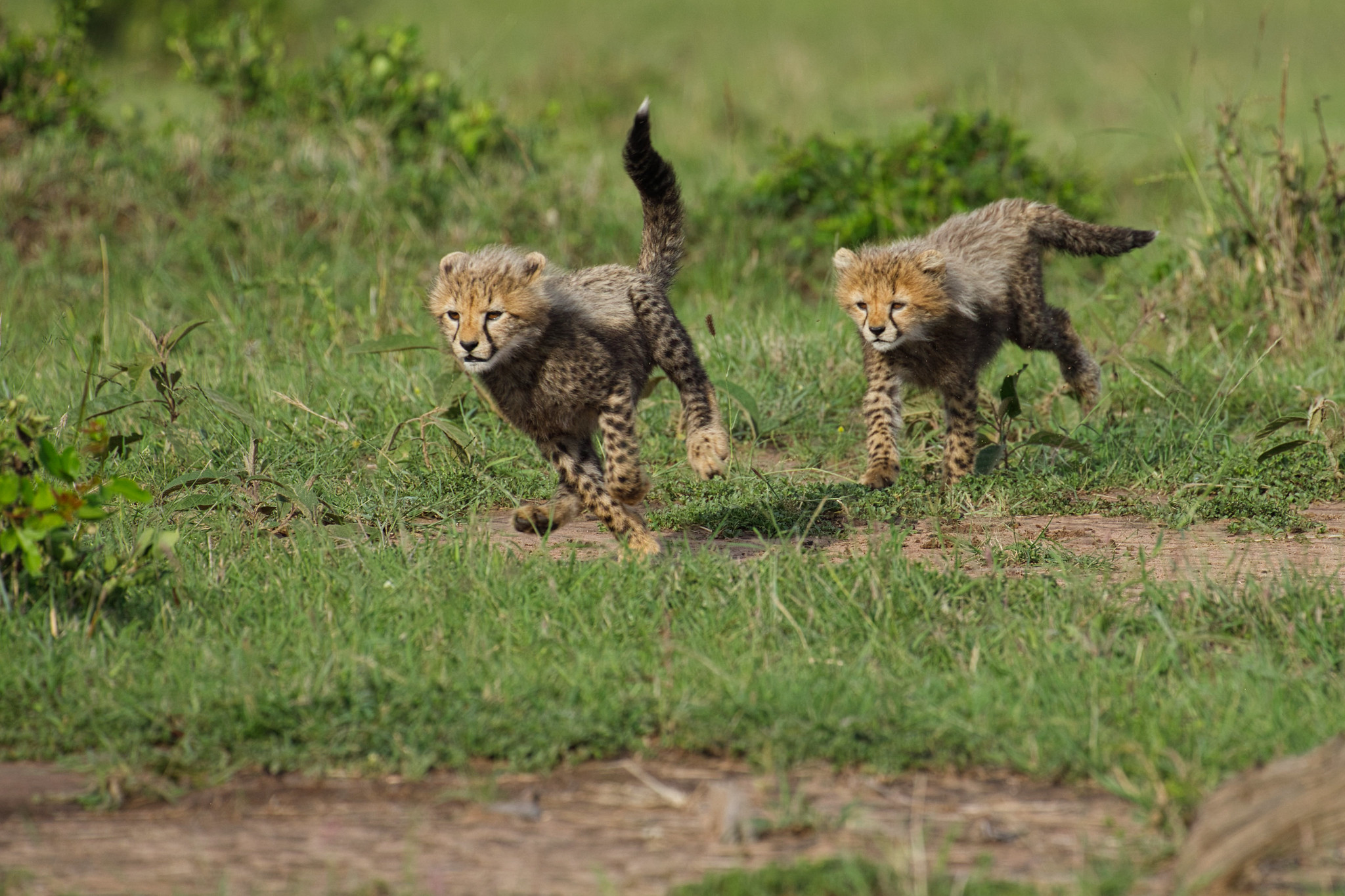 Cheetah - Masai Mara