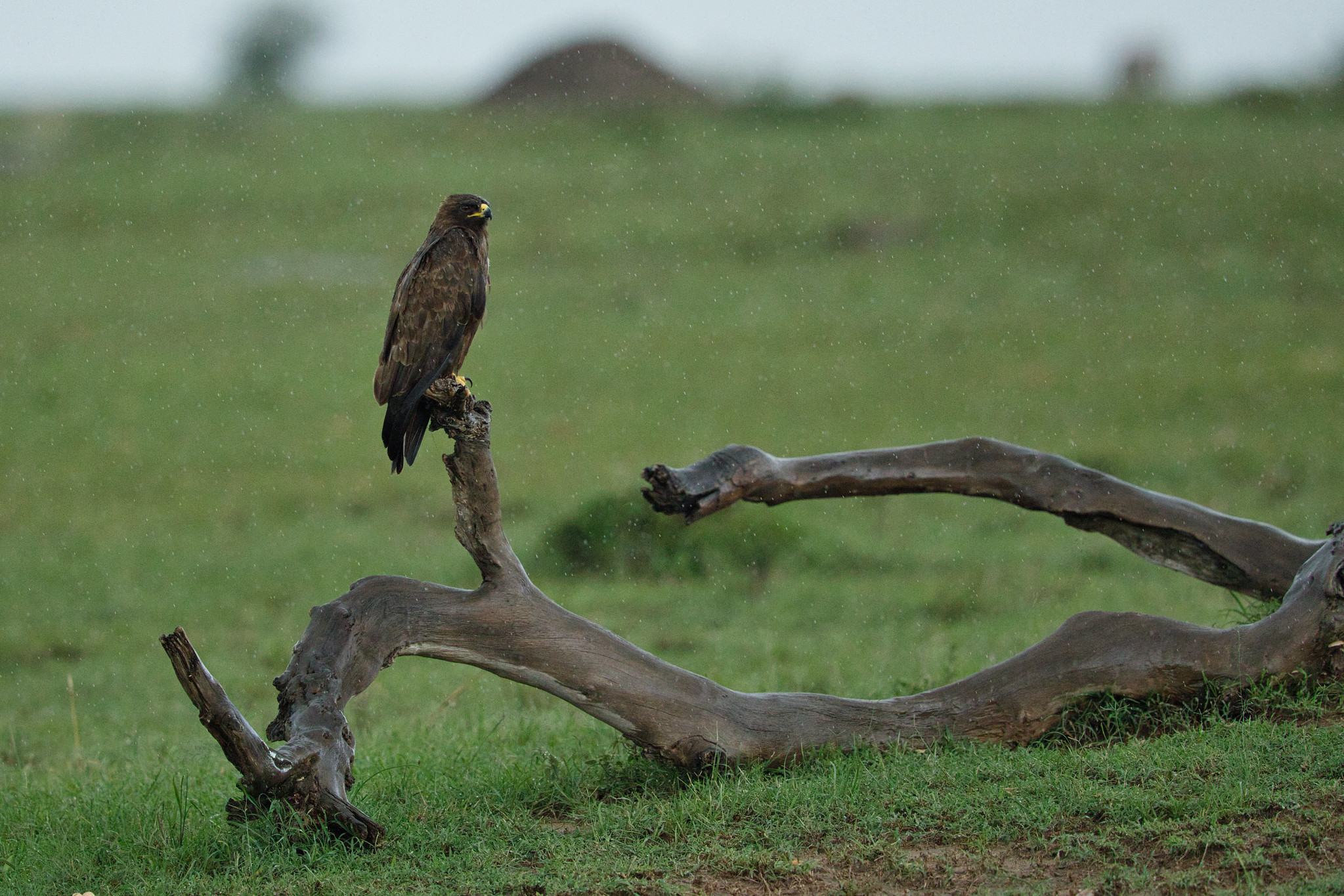 Wahlberg's Eagle in rain - Masai Mara