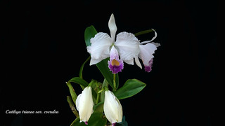 Cattleya trianae var. coerulea | by emmily1955