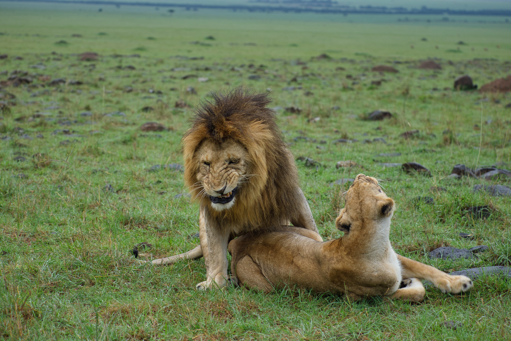 Mating lions - Masai Mara