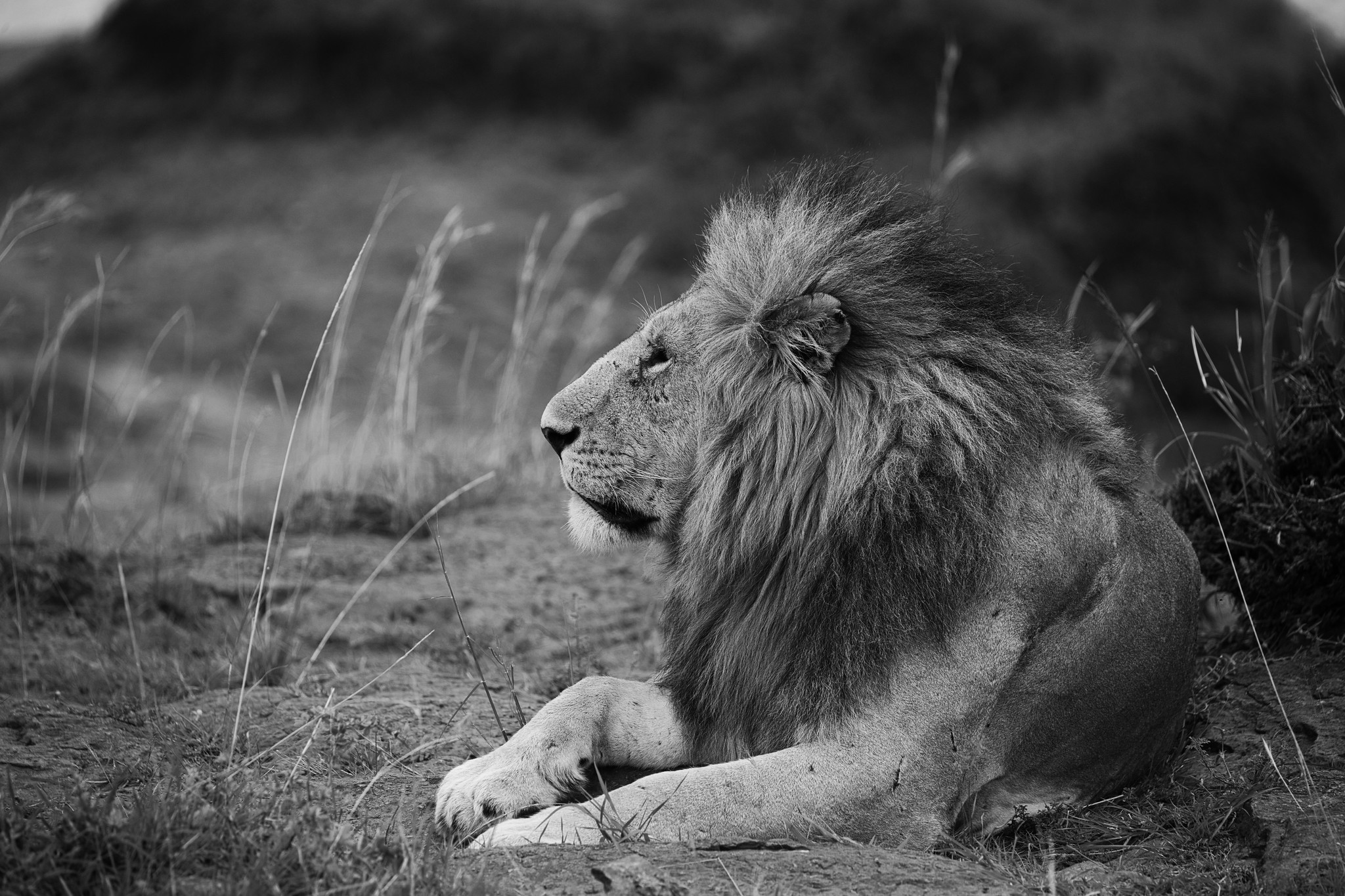 Lion - Masai Mara