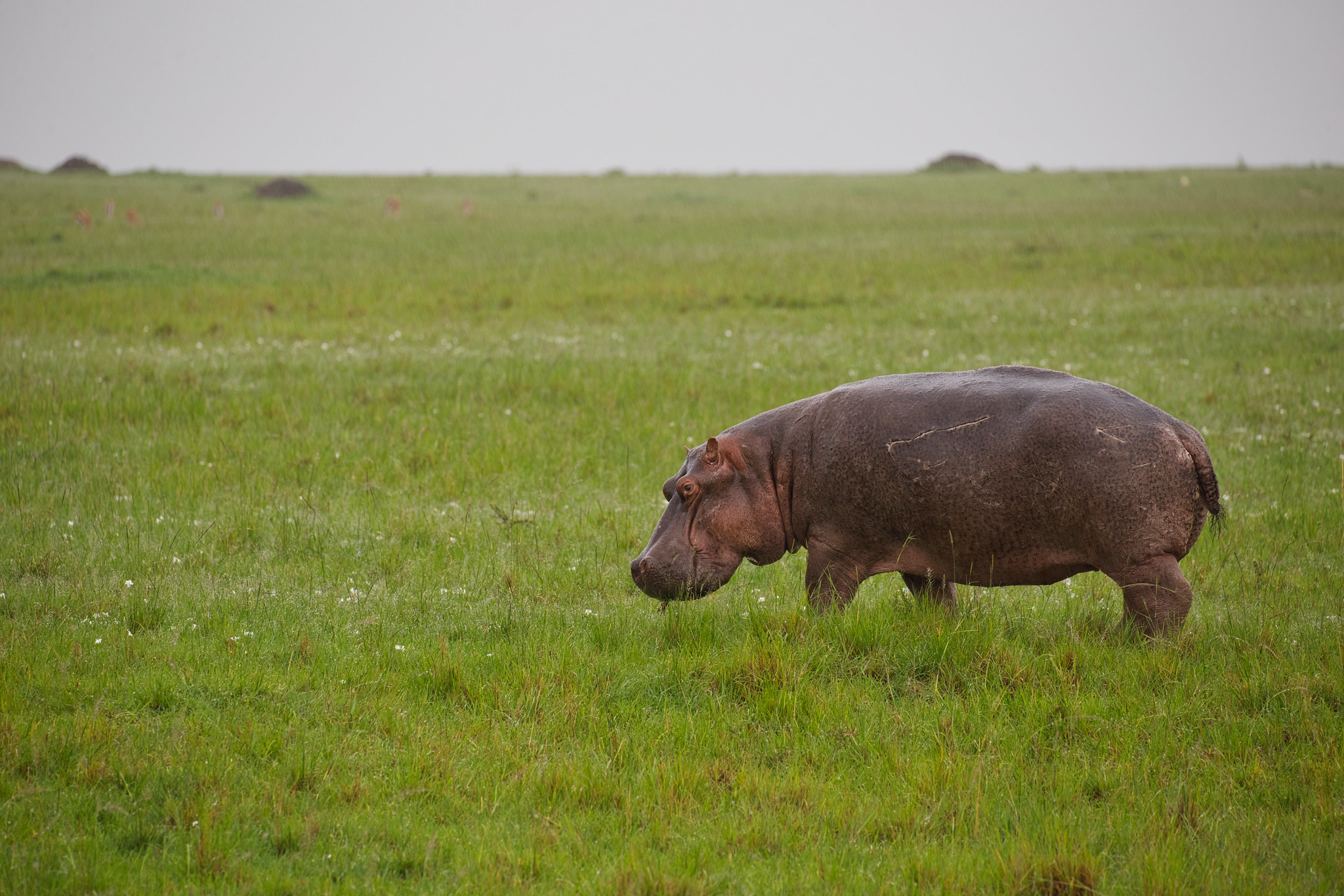 Hippo - Masai Mara