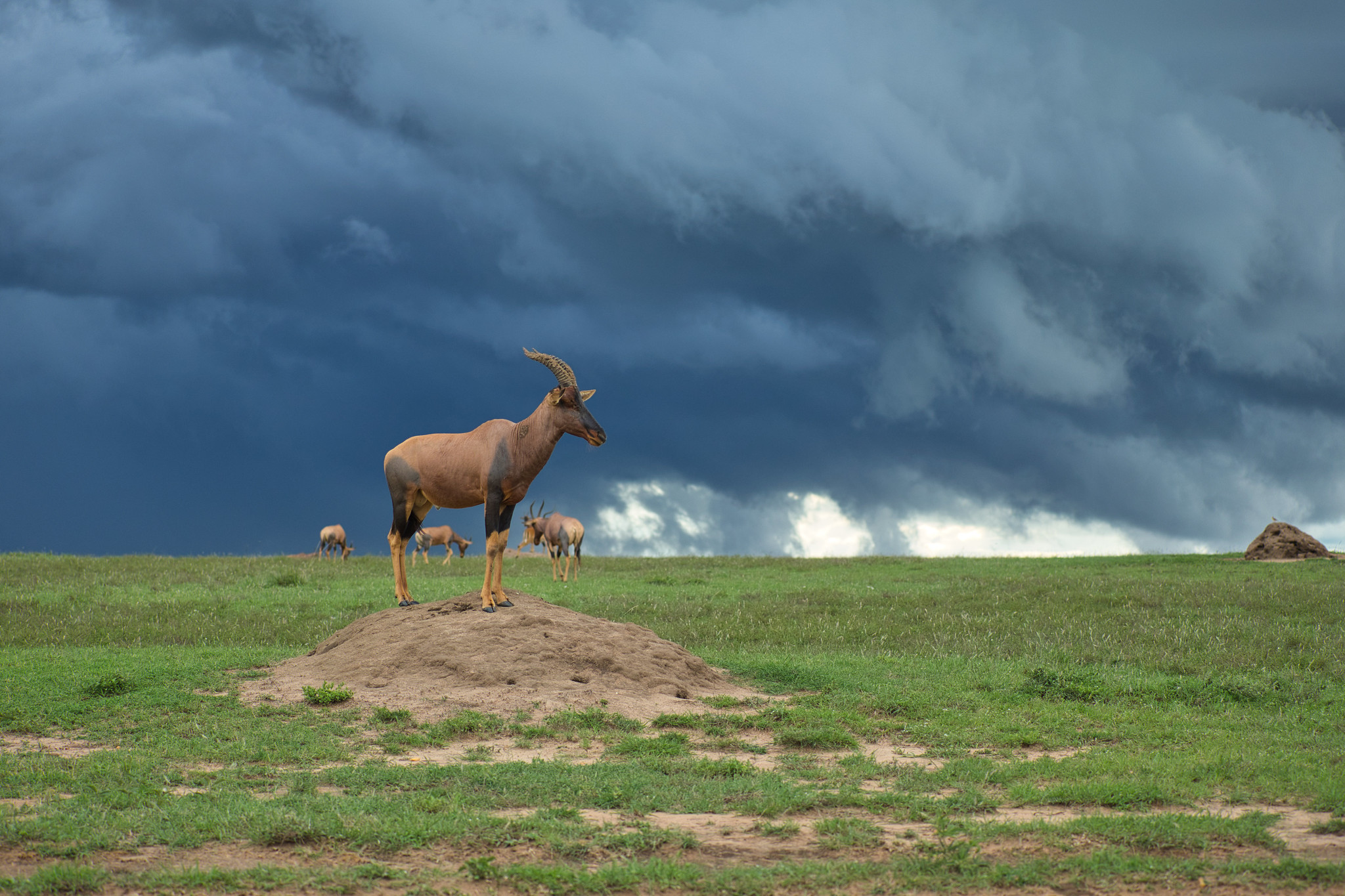Topi - Masai Mara