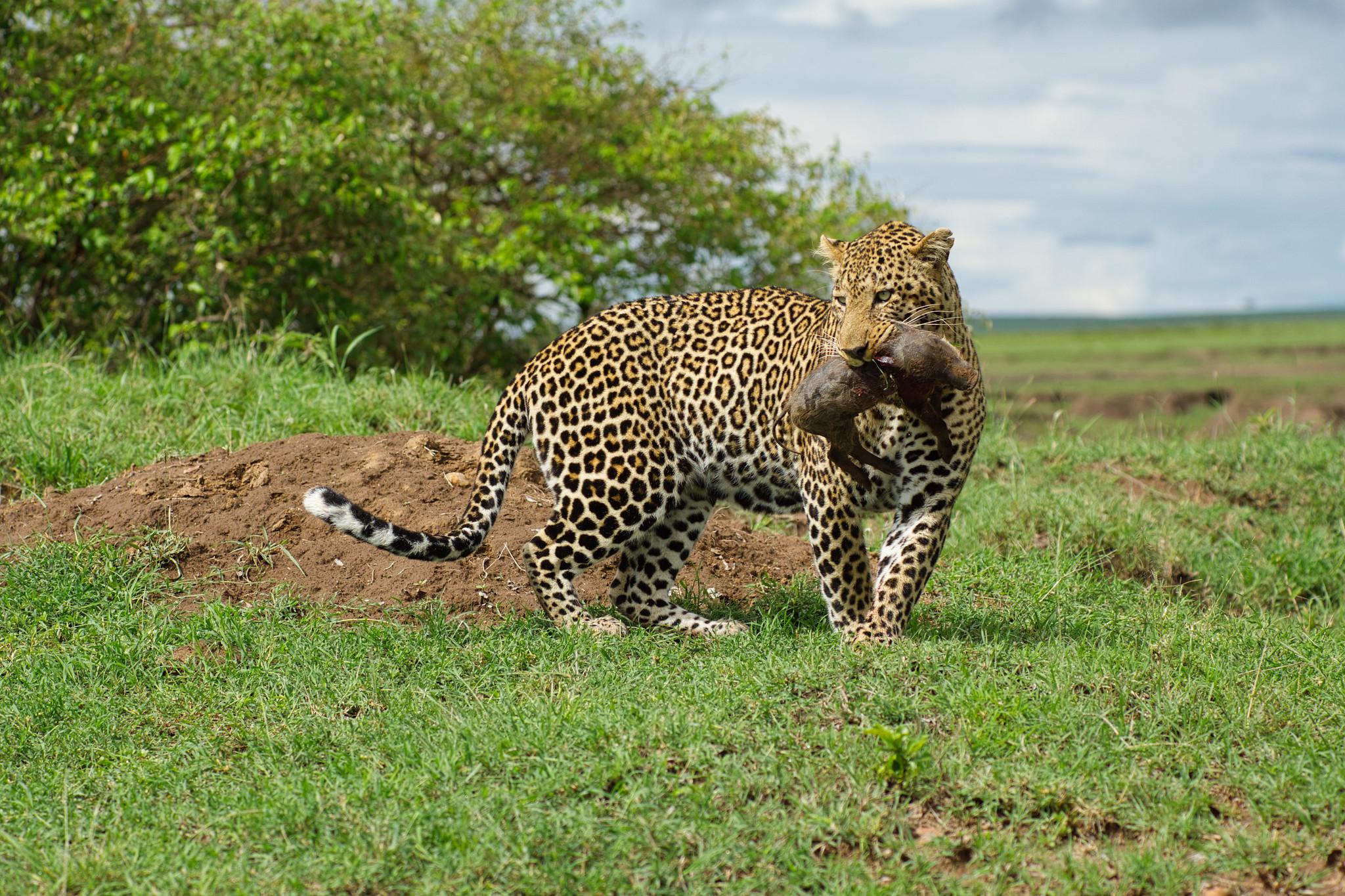 Leopard with warthog cub - Masai Mara