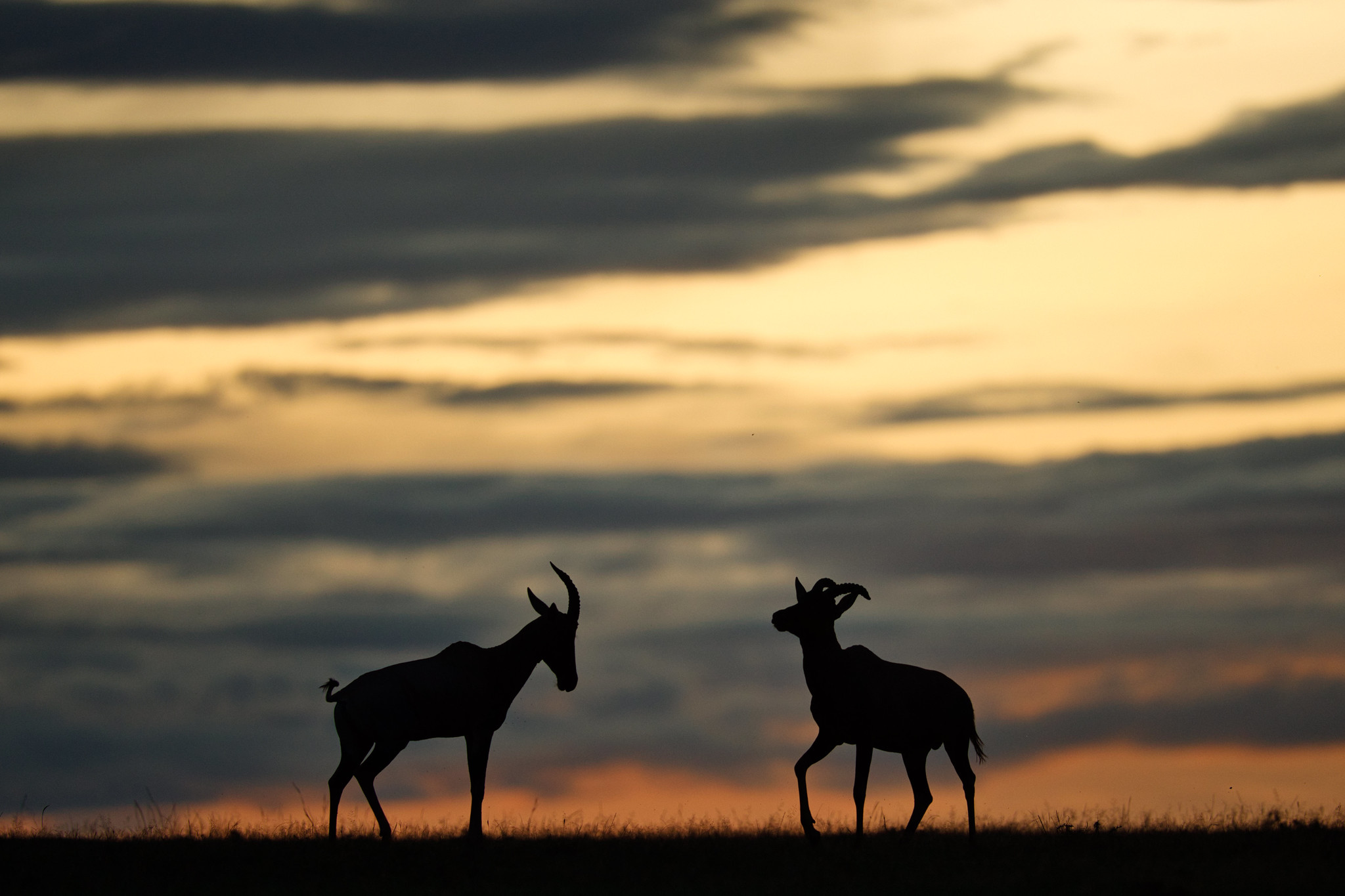 Sunrise - Masai Mara