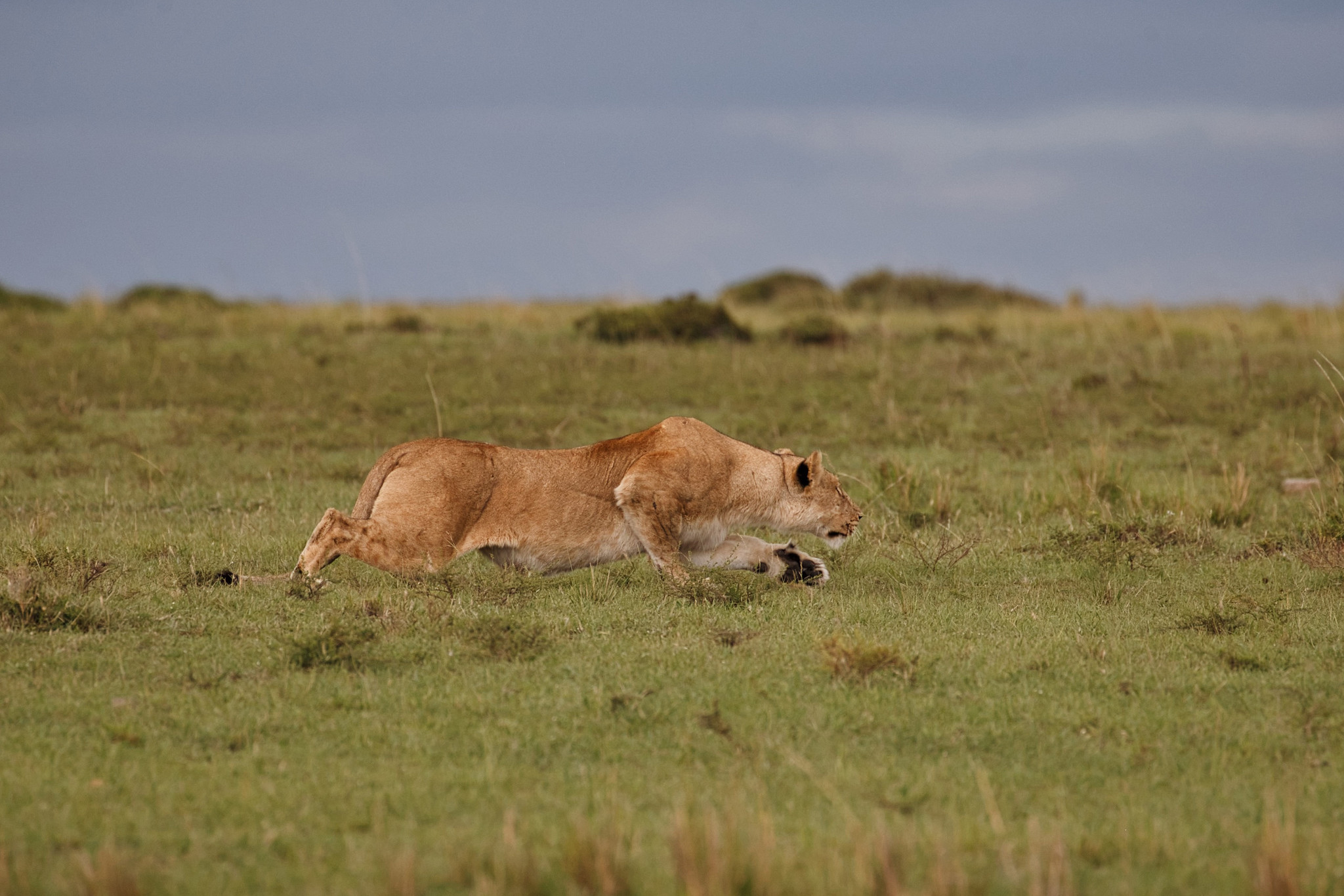 Lion in hunting mode - Masai Mara