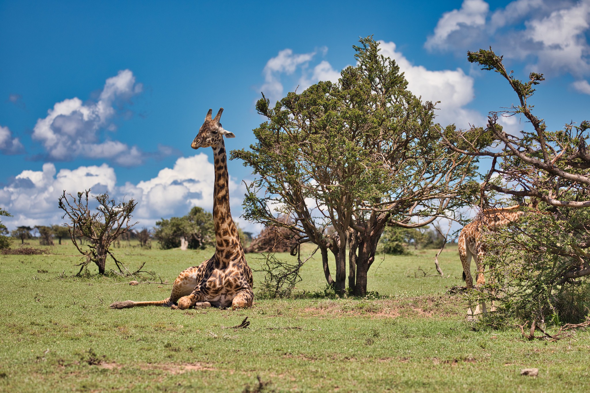 Giraffe - Masai Mara