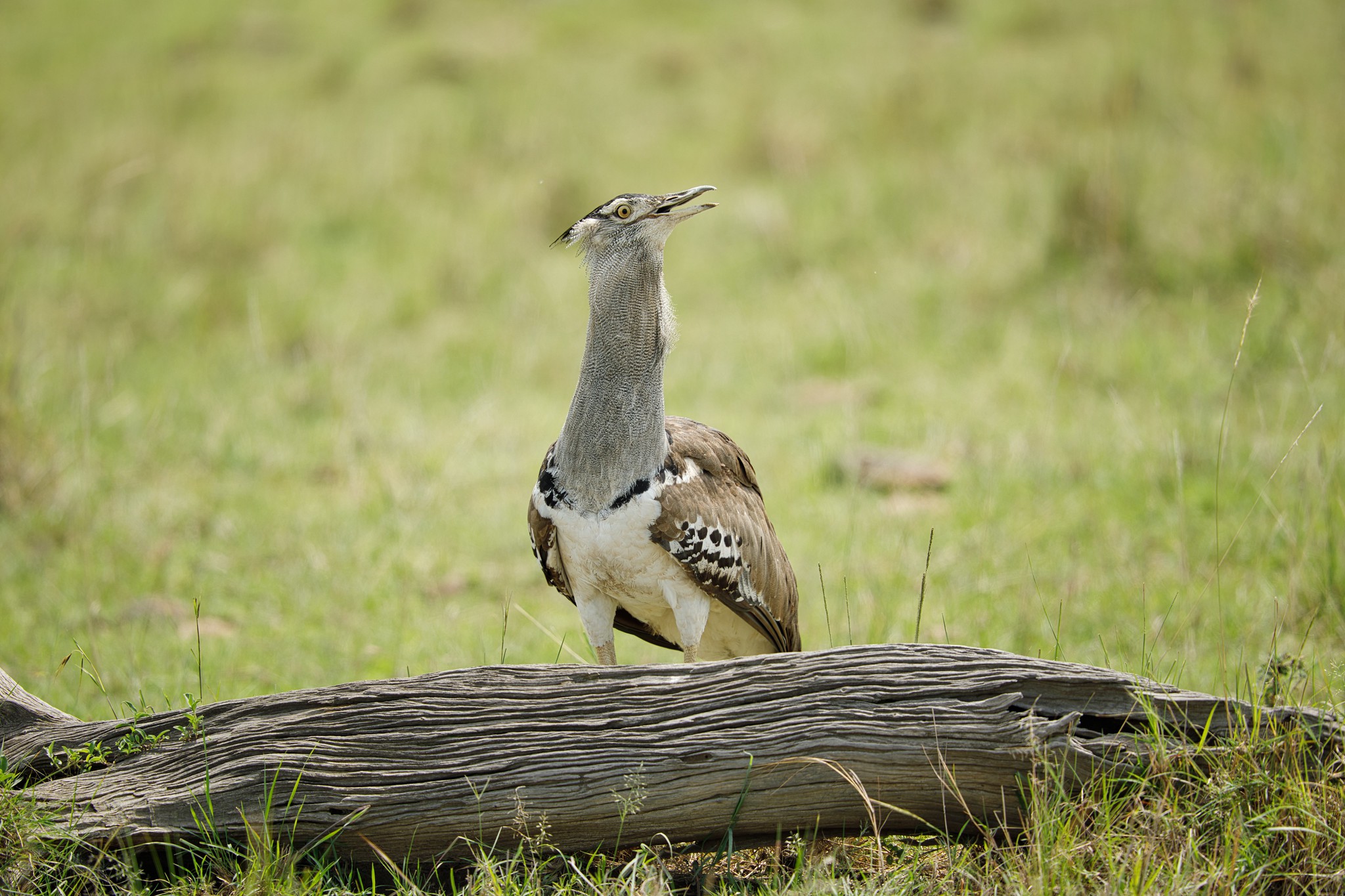 Kori bustard - Masai Mara