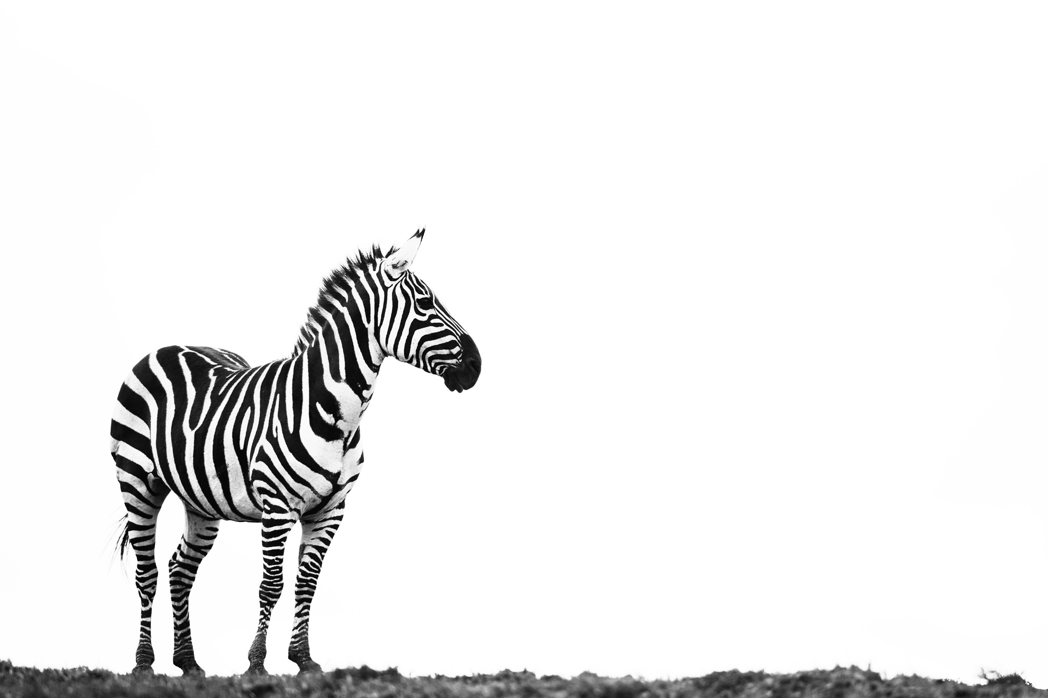 Zebra - Masai Mara